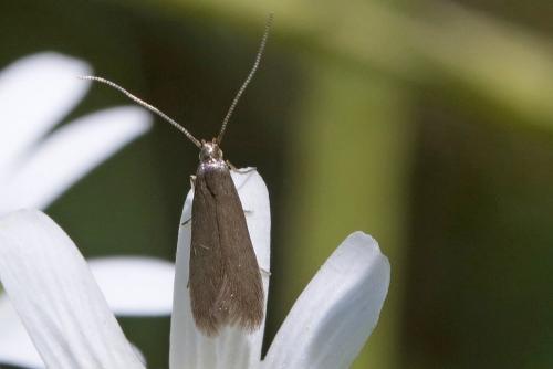 Metriotes lutarea